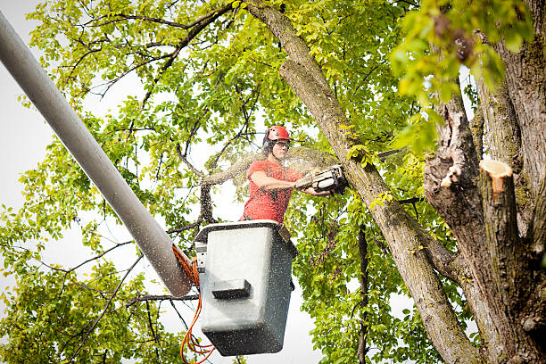 Reliable Providence, RI  Tree Services Solutions